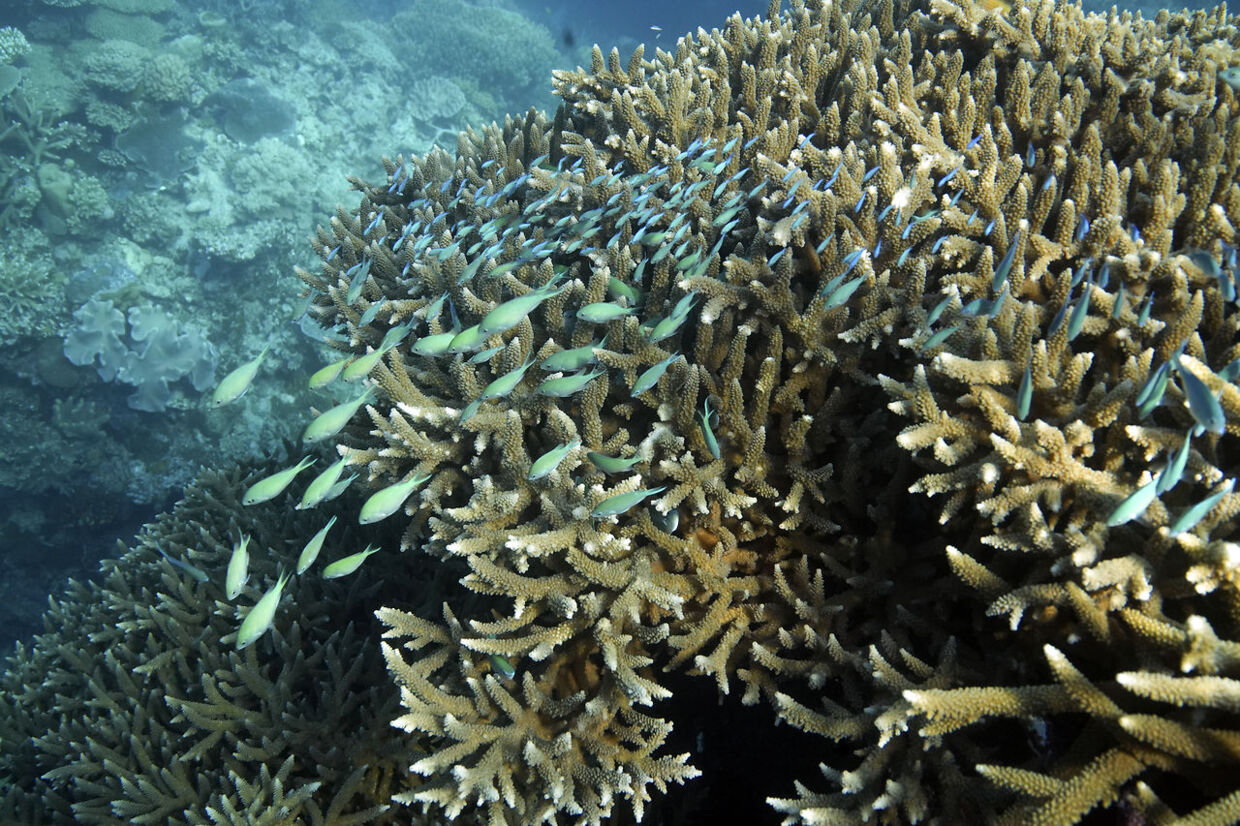 En flok blågrønne kromfisk svømmer oven på korallerne ud for Queensland i det østlige Australien.