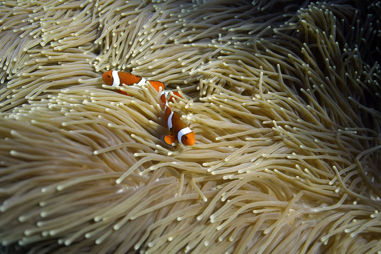 To klovnefisk svømmer i korallerne ud for Queensland på Australiens østkyst.