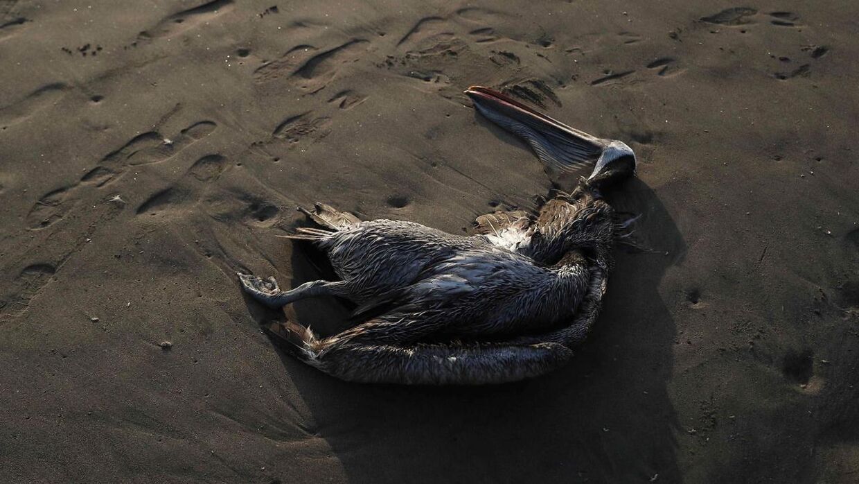 Det myldrer med døde pelikaner på kysterne.