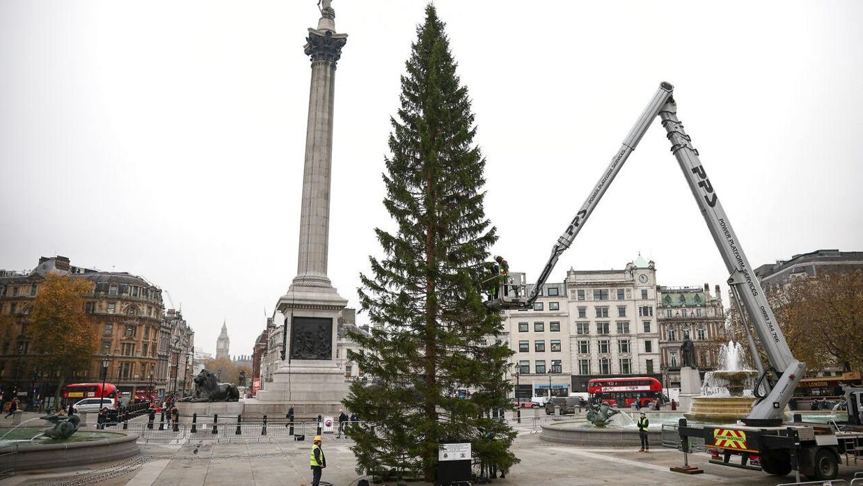 Juletræet ved Trafalgar Square i London 29 november 2022. REUTERS/Henry Nicholls.