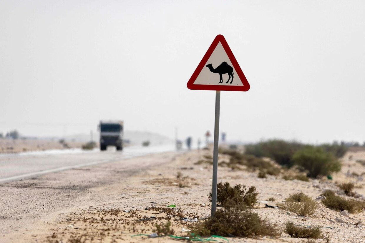 Pas på krydsende kamel, må være sådan som vejskiltet skal læses. Lige på den anden side af Lusail begynder ørkenen