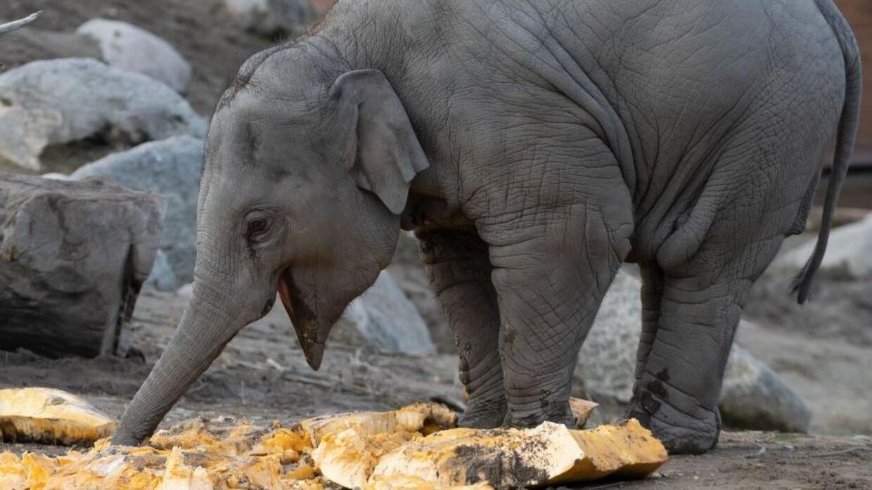 Elefantungen Mun behandles i øjeblikket for herpesvirus, der er en agressiv og kompleks blødningssygdom for elefanter. Foto: Zoologisk Have. 