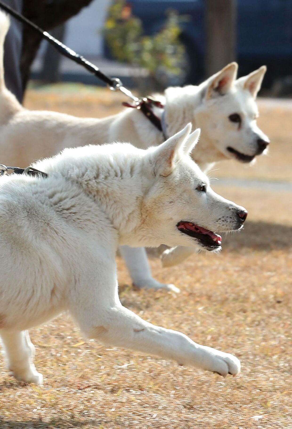 epa10297835 A pair of dogs, gifted by North Korean leader Kim Jong-un to South Korea's former President Moon Jae-in during peace talks in 2018, walk at a university veterinary hospital in Daegu, South Korea, 10 November 2022. The indigenous North Korean Pungsan-breed dogs Gomi and Songgang, legally owned by the state, have been staying at the hospital since 08 November 2022, when Moon delivered them to officials of the Presidential Archives, accusing current President Yoon Suk-yeol of blocking negotiations to allow the former president to keep them. EPA/YONHAP SOUTH KOREA OUT