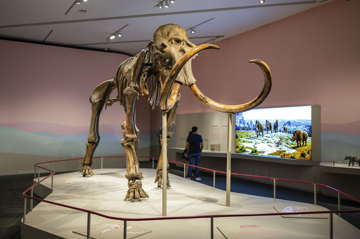 Woolly Mammoth (Mammuthus primigenius). River Irtysh, Tyumen Region, Western Siberia (50.000 - 40.000 years ago) "Mamut" exhibition at CaixaForum Zaragoza, Spain. (Nano Calvo / VWPics via AP Images)