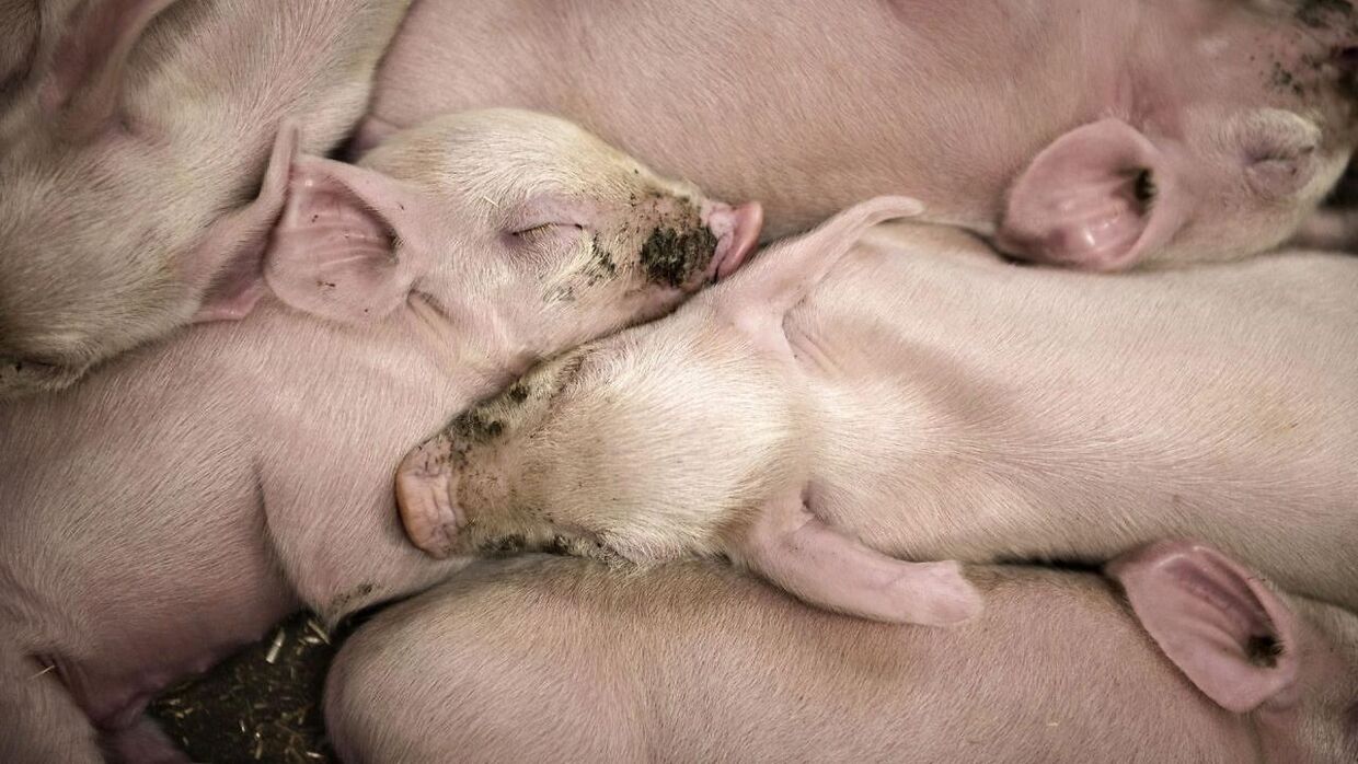 (ARKIV) Svineproducent i Slangerup producerer dyrevelfærdsmærket svinekød den 27. marts 2017. Den farlige bakterie MRSA kan måske bremses, hvis foderet til grisene ændres, så de undgår antibiotika. Danske smågrise, som får diarré, når de tages fra soen efter 28 dage, er en væsentlig årsag til landbrugets hyppige brug af antibiotika i svinestalden. Men måske kan en ændret diæt til grisene begrænse brugen. Det skriver Ritzau, torsdag den 18. juli 2019.. (Foto: Ida Guldbæk Arentsen/Ritzau Scanpix)