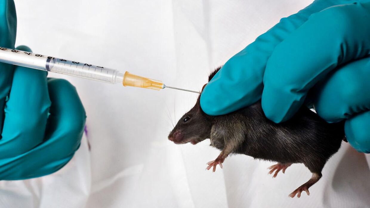 Når forskerne bruger kunstig menneskehud i stedet for eksempelvis mus, bliver det nemmere at overføre resultaterne til mennesker. (Arkivfoto)