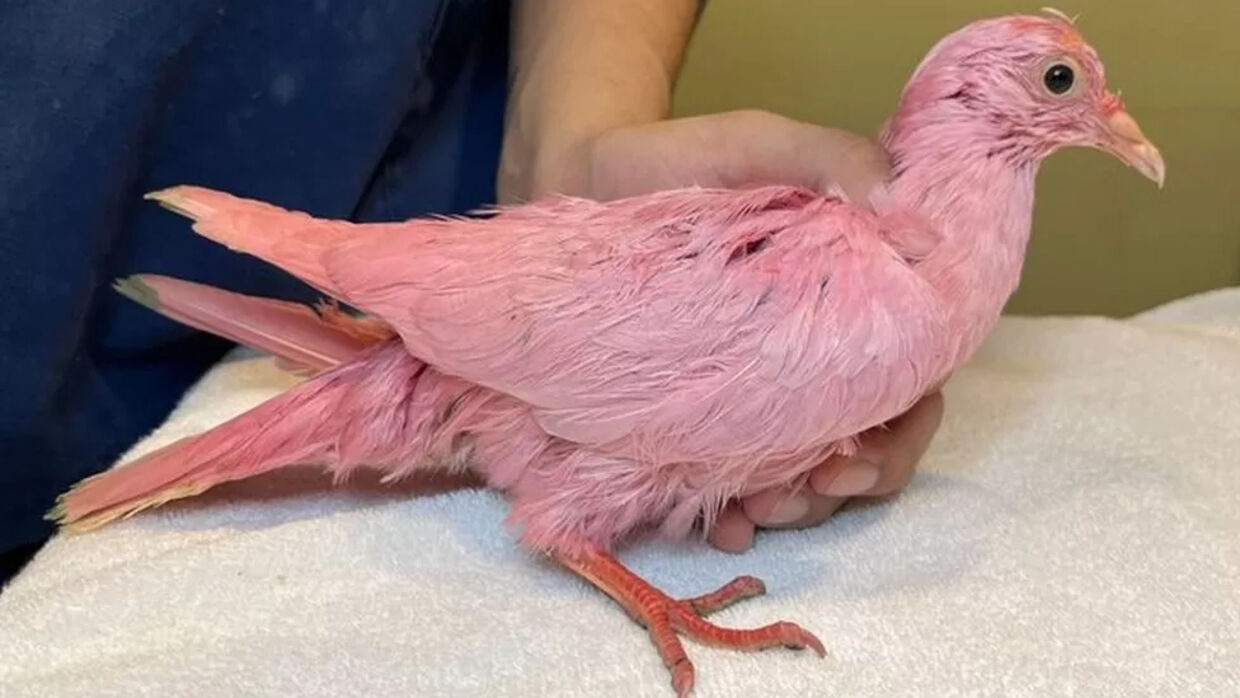 En lyserød due blev reddet i sidste øjeblik.