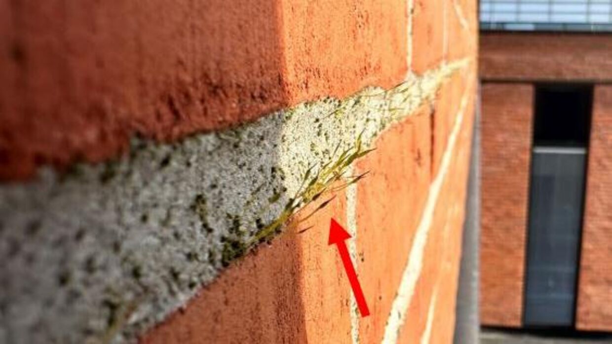 Mos gror ud af væggene. Foto: Region Nordjylland.