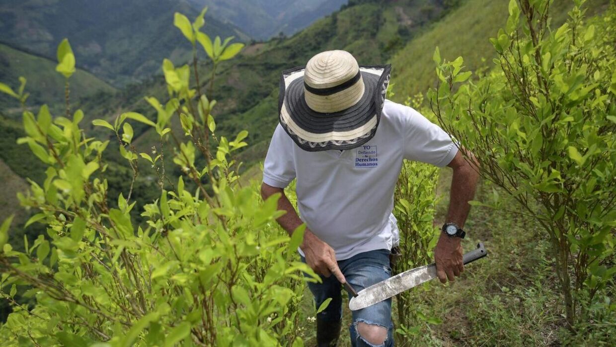 To tredjedele af verdens kokainproduktion kommer fra Colombia. Billedet af fra Catatumbo, Norte de Santander Department, i Colombia.