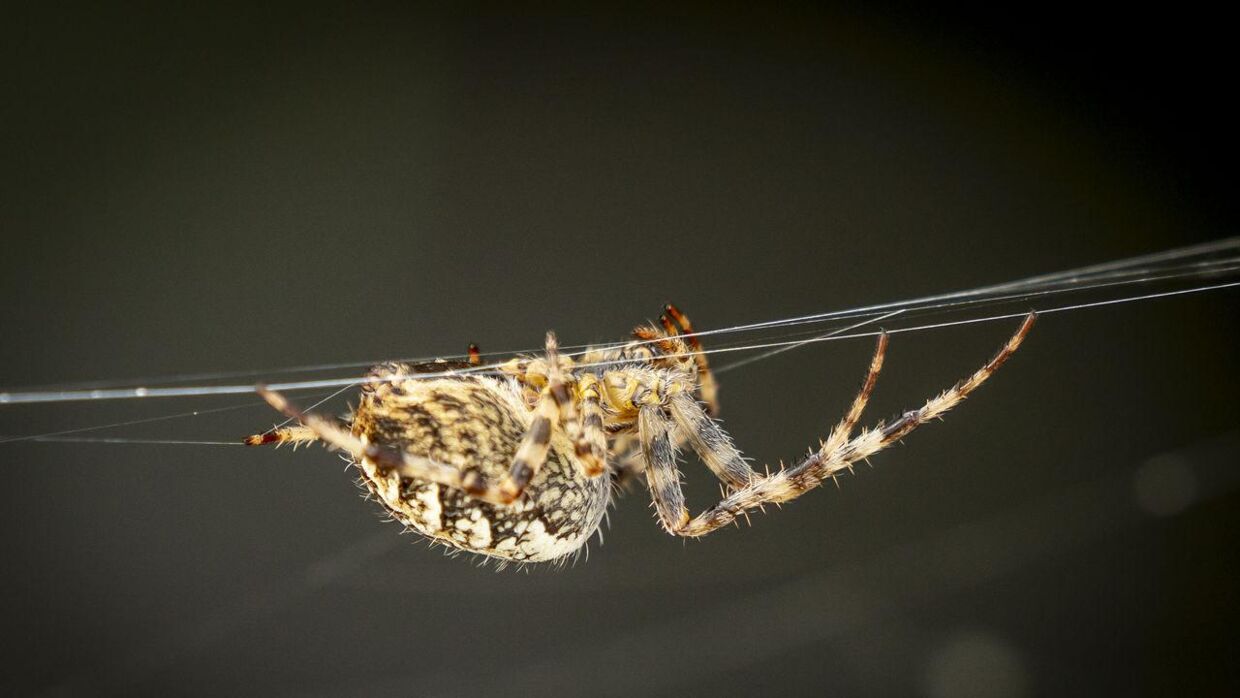 En ny edderkoppeart opdaget i Australien. 
