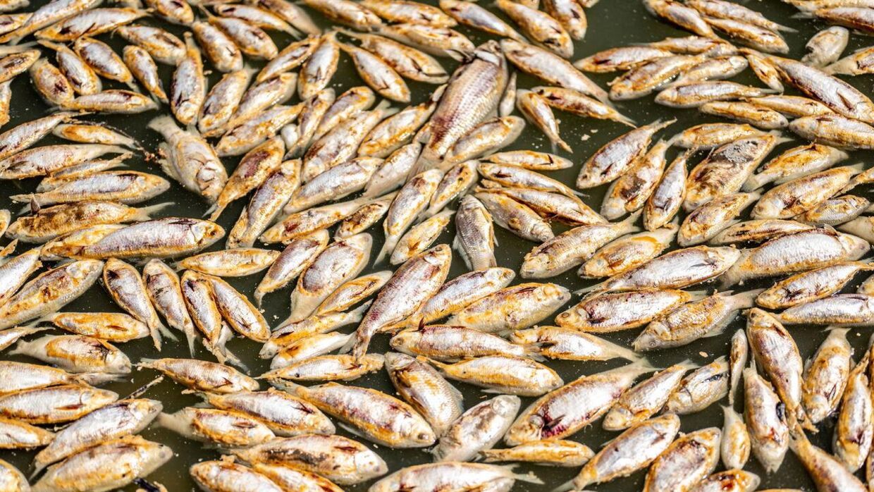 Millioner af døde fisk er blevet konstateret i Darling River nær byen Menindee. Den ligger 12 timers kørsel fra Sydney.