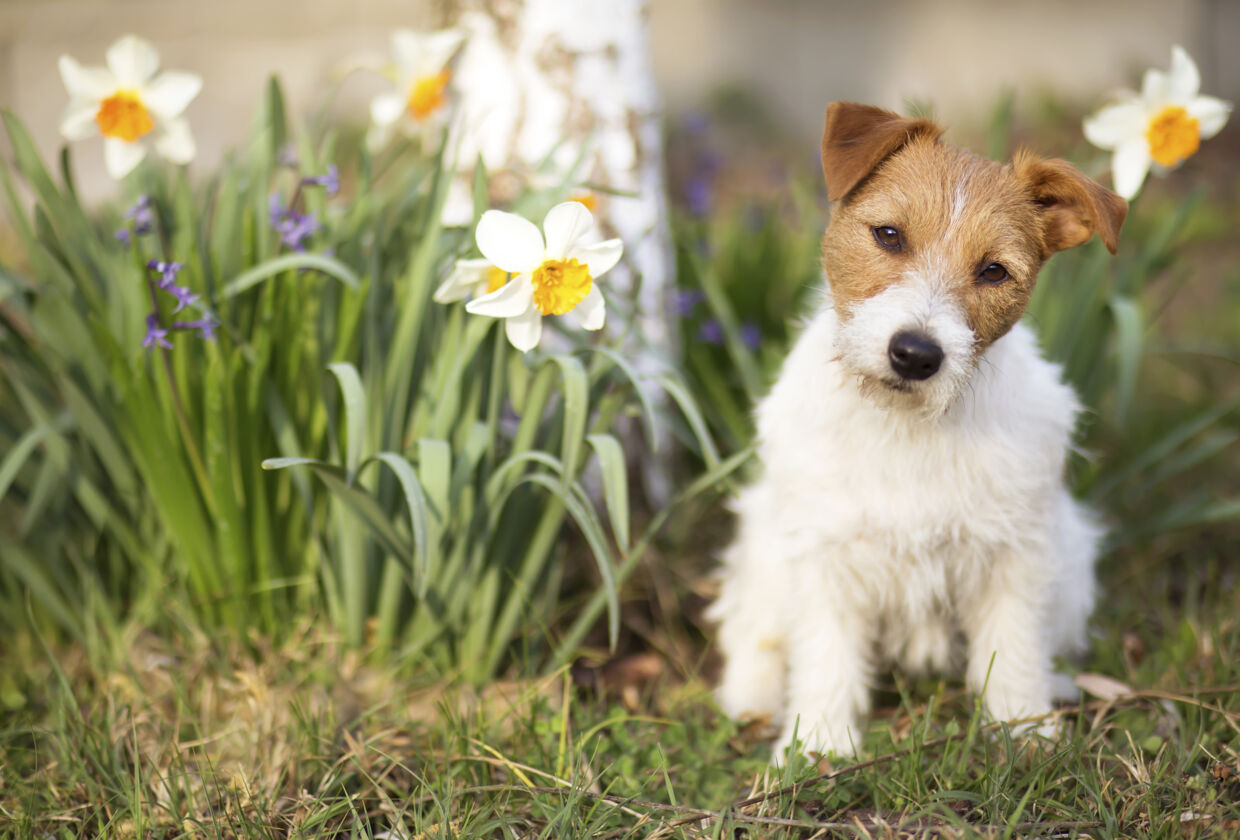 Kæledyr risikerer at blive syge i påsken, hvis de kommer til at spise pynt eller påskeliljer.
