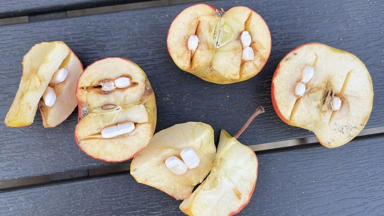 Sådan så æblerne, der blev smidt ind i Trine Beck Pedersens hestefold ud.