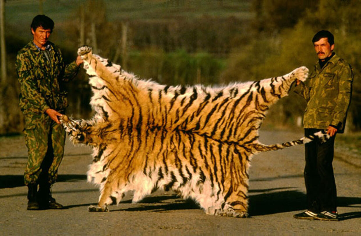 Tigerskind