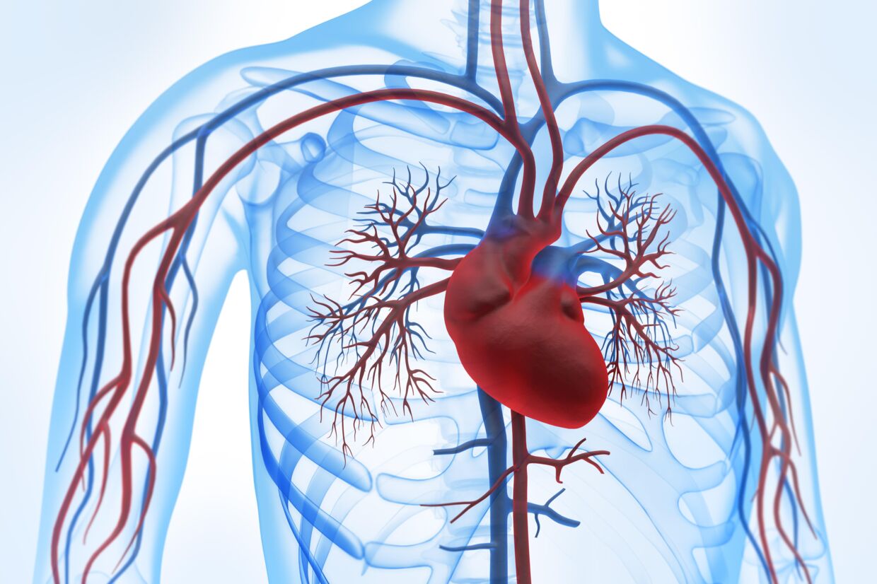 En blodprop i hjertet er en af de hyppigste dødsårsager for både mænd og kvinder i Danmark. 