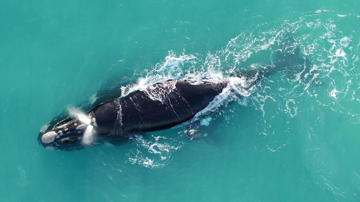 Rethvalerne har fået deres navn, fordi de blev betragtet som de 'rette' hvaler at fange. Allerede i 1300-tallet gik jagten på de store hvaler ind, og i flere hundrede år blev de jaget vildt i både den nordlige og sydlige del af Atlanterhavet. De blev jagtet for den olie, der var i deres fedt: tran.
