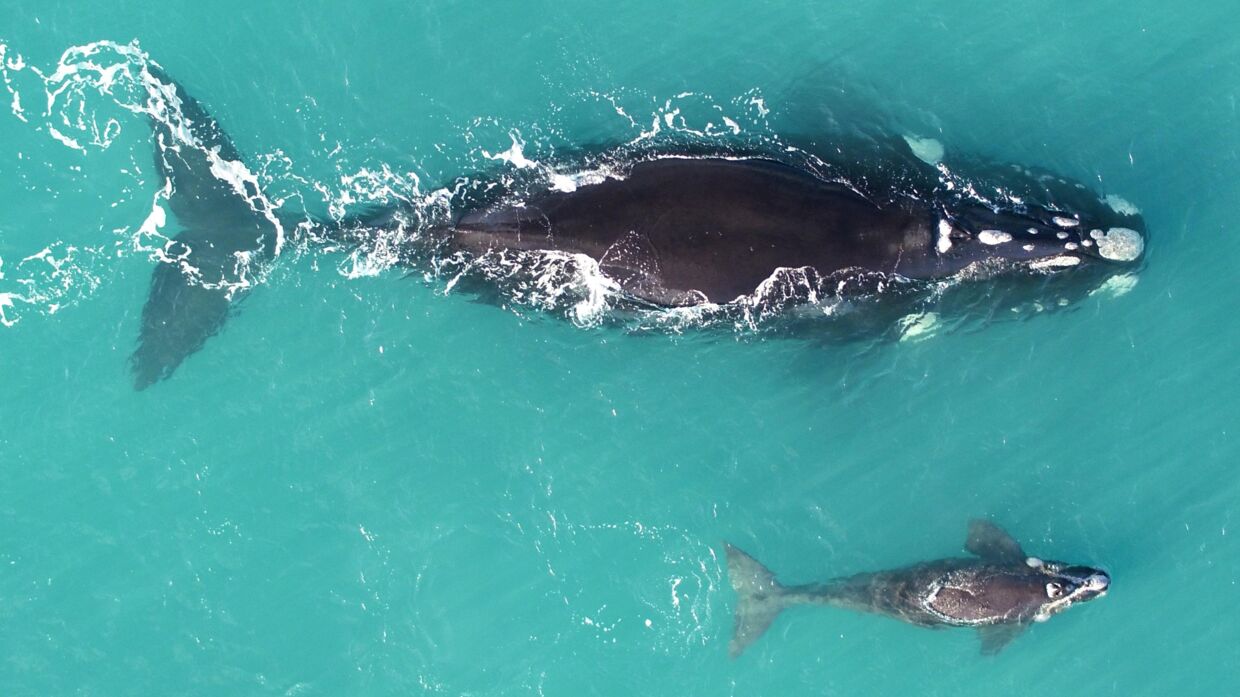 Rethvalerne er 25 procent tyndere, end de var i 1980’erne. Det er skidt for hvalbestanden, for det betyder, at de nyfødte hvalunger har en større risiko for at dø.