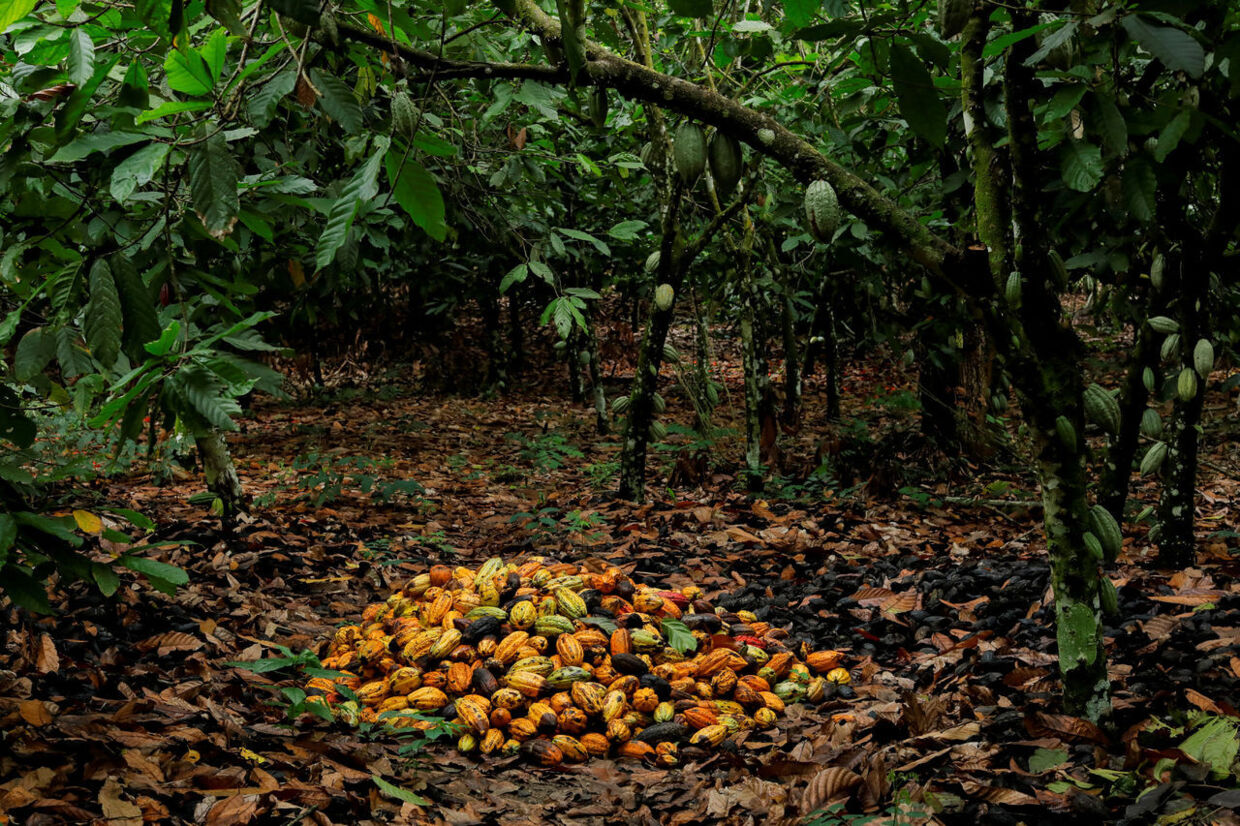 Kakaobælge der er høstet på en kakaoplantage i Ghana.