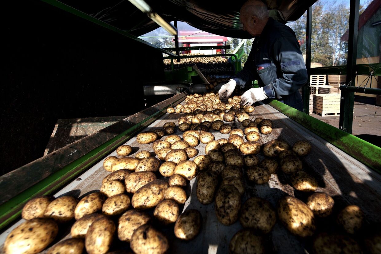 Grøntsager som kartofler, løg og porre risikerer at stige i pris, hvis der ikke kommer regn i løbet af de næste uger. Det siger Klaus Kaiser, erhvervsøkonomisk chef hos landbrugets videnscenter, Seges. (Arkivfoto).