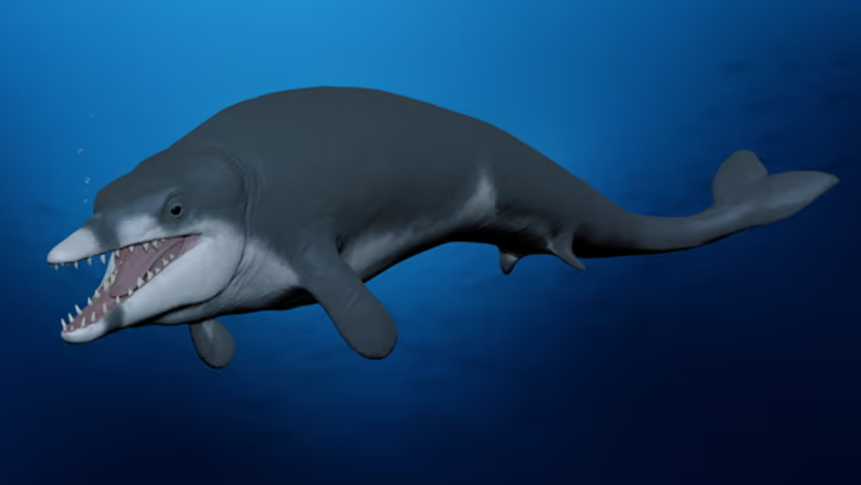 En visualisering af, hvordan den uddøde hval kunne have set ud for 41 millioner år siden. 