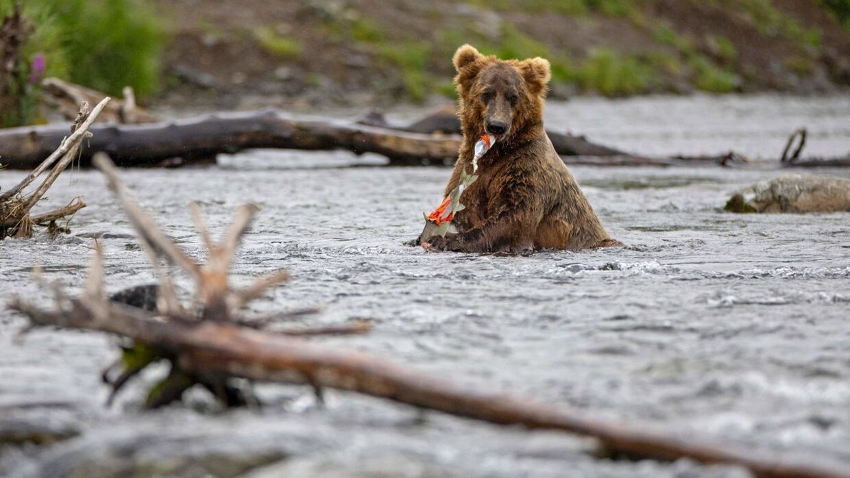 Arkivfoto af en bjørn i Katmai National Park.