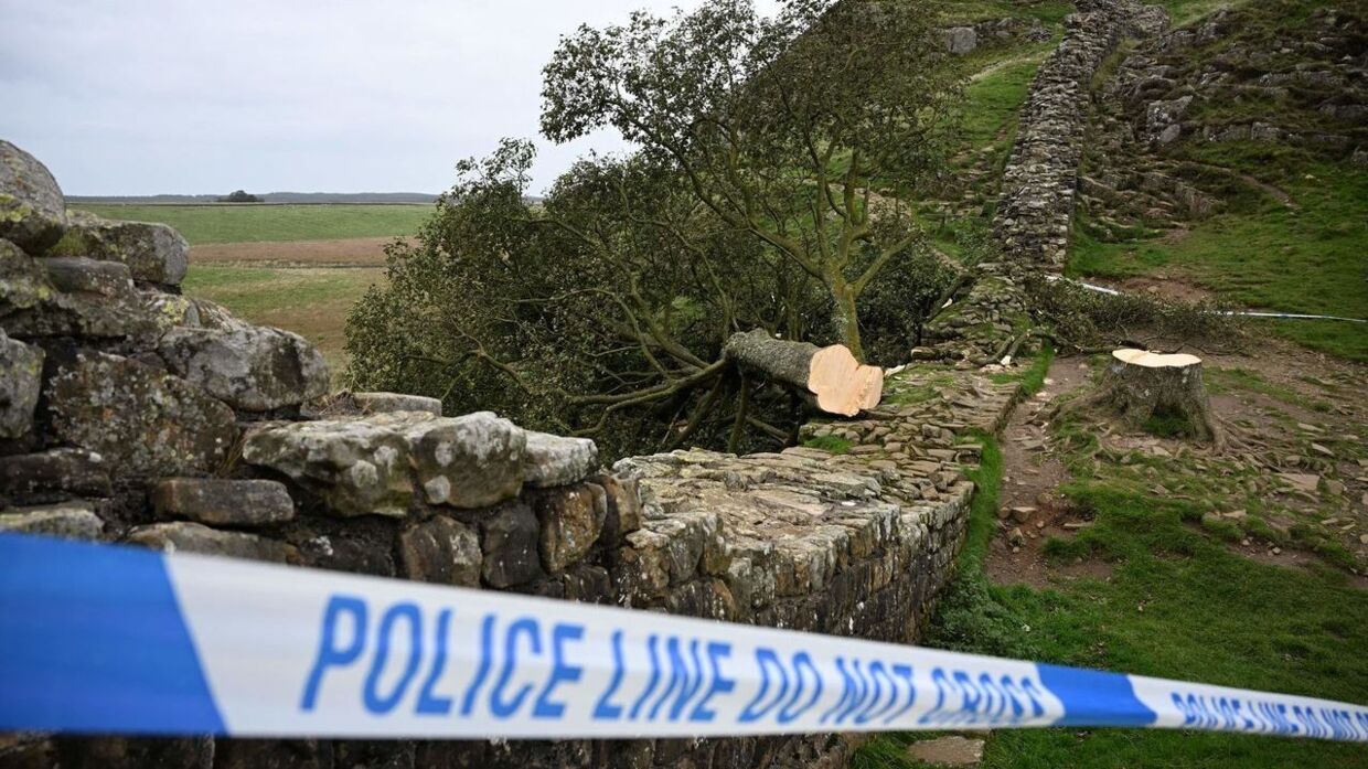 Træet blev fundet fældet torsdag. En 16-årig dreng er anholdt i sagen.