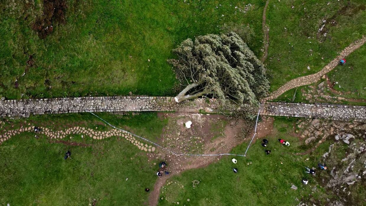 Det fældede træ, som man mente, var 300 år gammelt, ligger nu hen over stenmuren.
