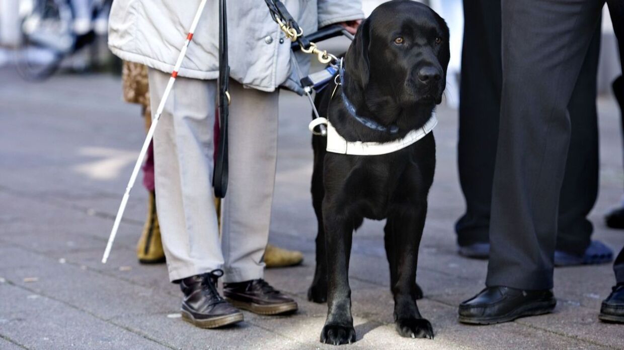 ARKIVFOTO. En blind mand fik afvist sin førerhund på en restaurant. Det kaster nu en erstatning af sig.