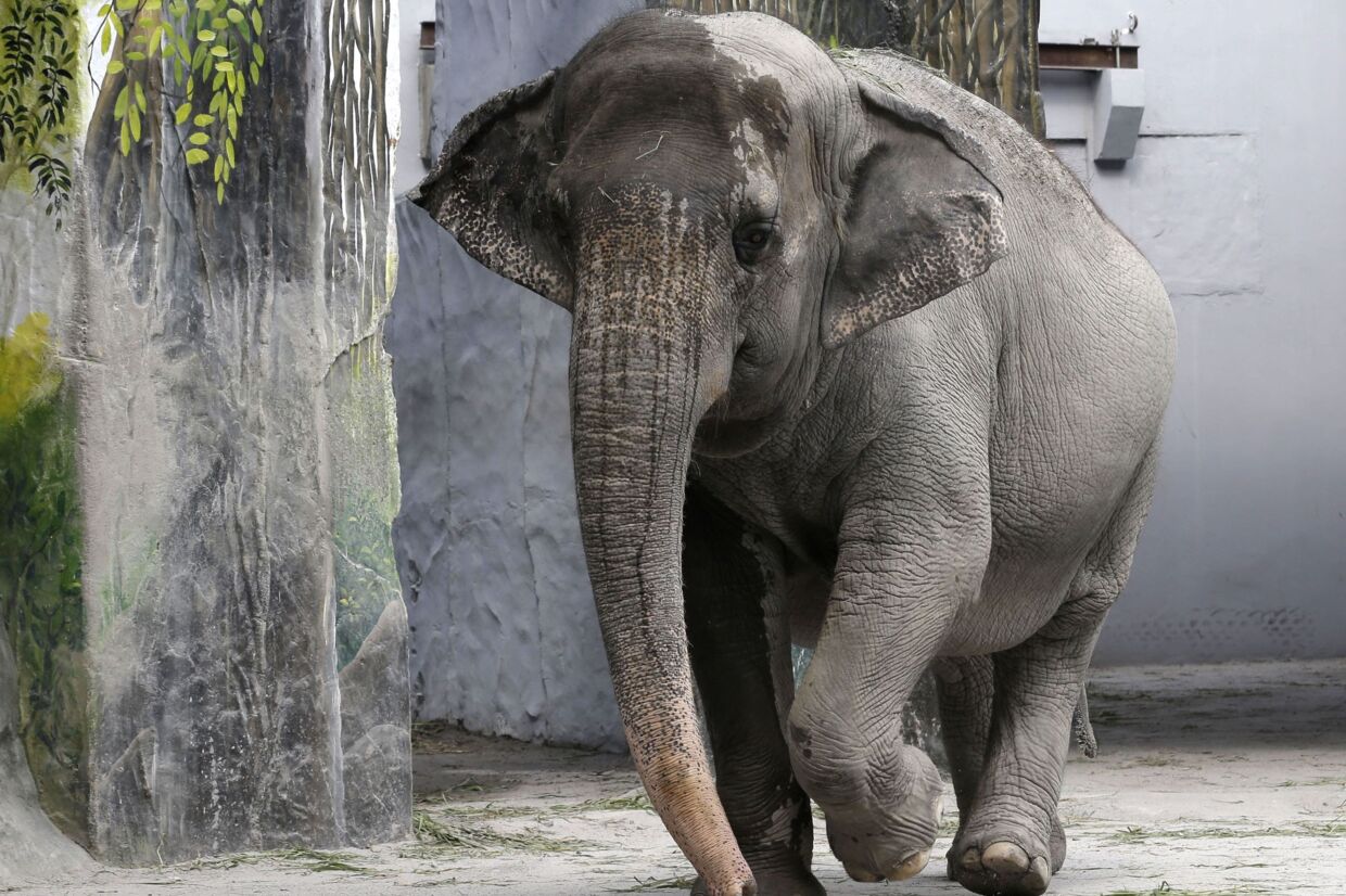 Mali ses her i Manila Zoo tilbage i 2013, hvor elefanten var 39 år. (Arkivfoto).