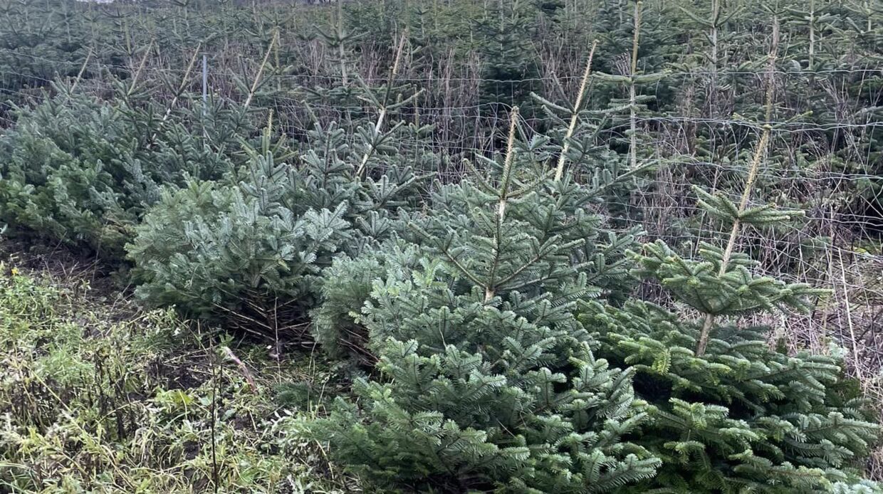 Juletræer for flere tusinde kroner bliver stjålet i Nordjylland.