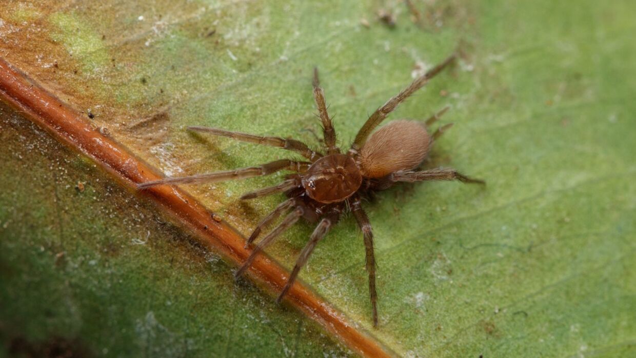 Det er denne edderkop, som blev fundet i Randers Regnskov.
