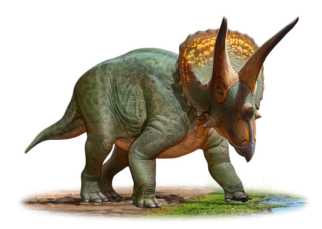 En triceratops i sin helhed.