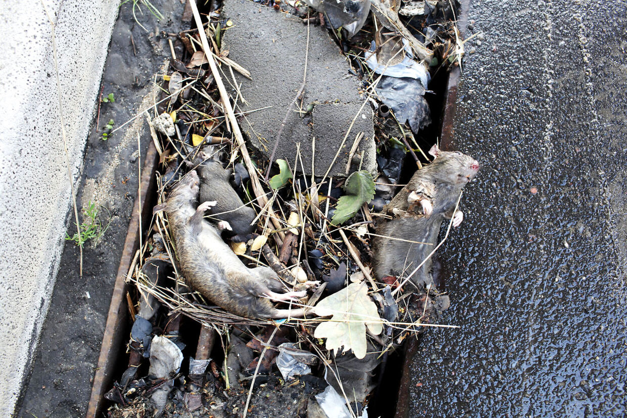 Efter skybrud over københavn er Hillerød motorvejen spærret. Oprydningen er igang, og der ligger masser af døde rotter..