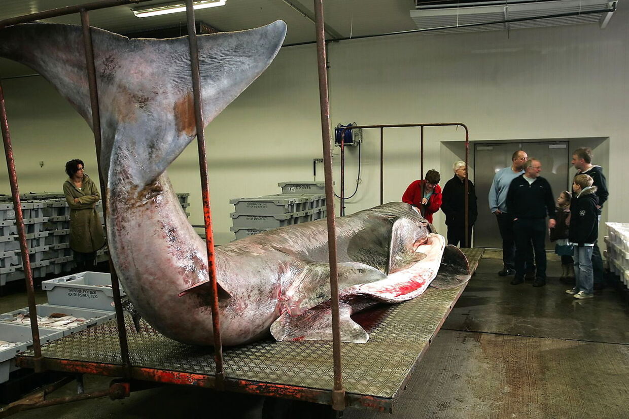 Her ses et eksemplar af en brugde, som en hollandsk trawler landede. Brugden er verdens næststørste fisk og haj og kan blive omtrent 14 meter lang (arkivfoto).