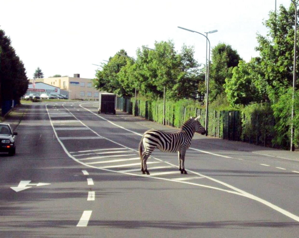 Зебра переходя дорогу. Зебра. Зебра на дороге. Зебра пешеходный переход. Животные переходят дорогу.