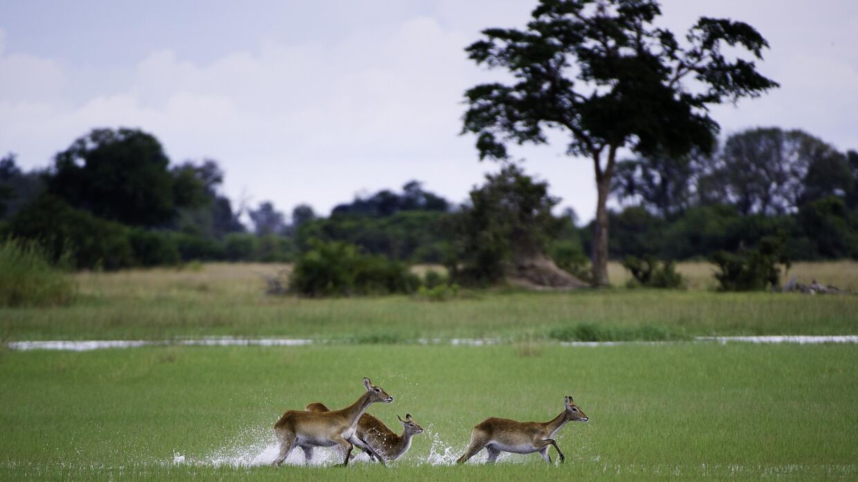 Lyden af de springende lechwe-antiloper i det lavvandede delta er Okavangas syngende, rytmiske melodi. Foto: Wilderness.