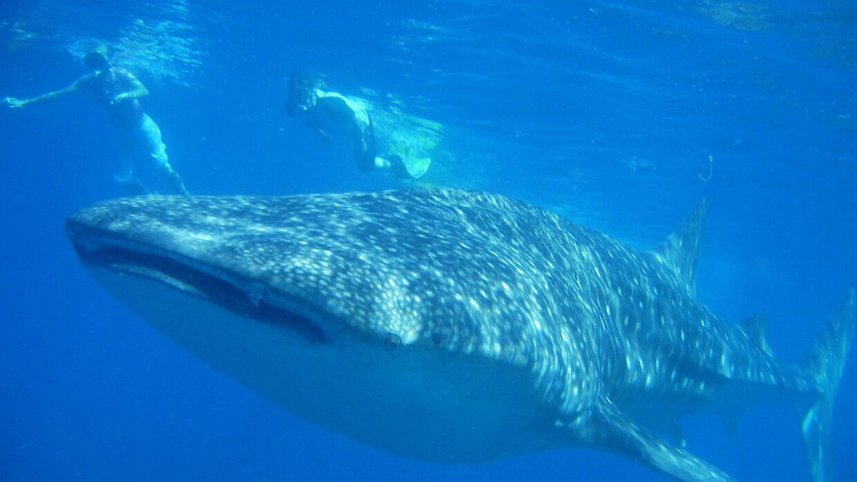 Man vil som menneske uværgeligt føle sig som den lille i forhold til hvalhajen. Foto: Marine Megafauana Foundation