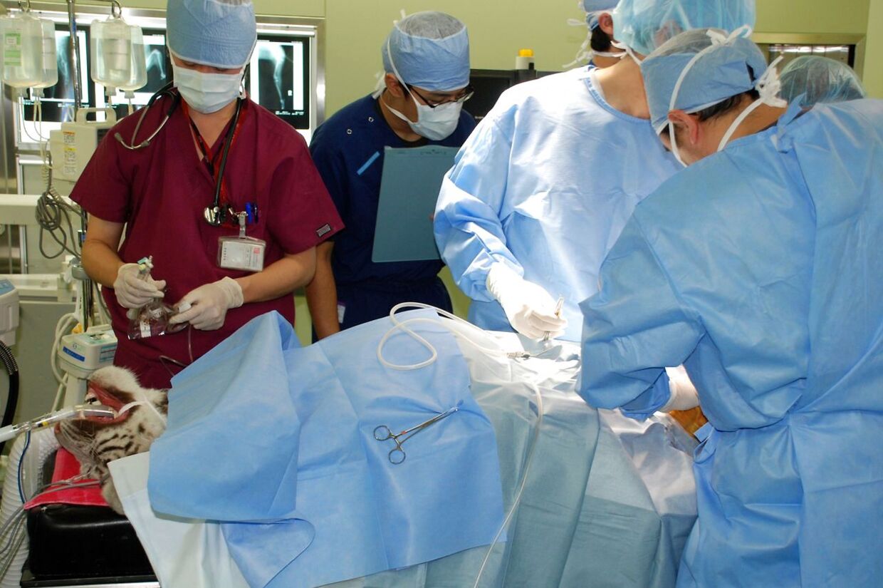 10. december blev den lille tigerunge Sky opereret i knæet. Operationen, der var den første af sin slags, foregik i Japan på Nihon University Animal Medical Centre.