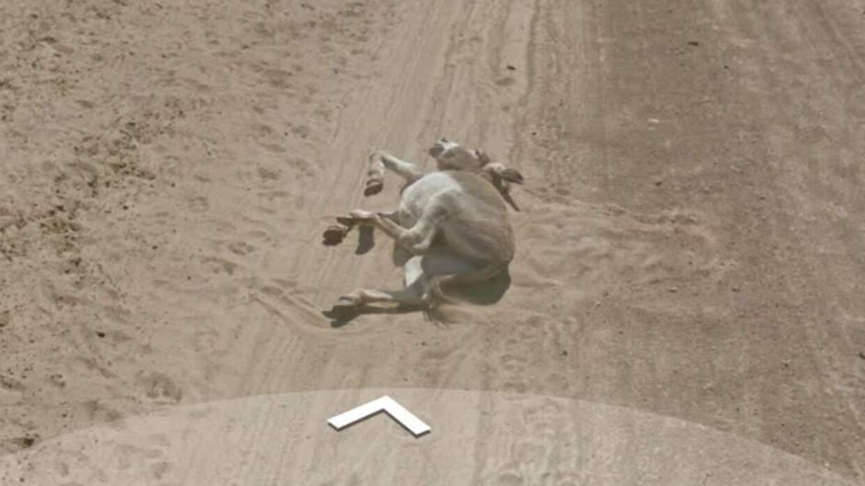 Billedet fra Google Streetview, der har fået dyrevenner på internettet til at fare i flint. De troede, at æslet her er blevet kørt over af Googles bil. Dette var dog ikke tilfældet - klik videre til næste billede for at se æslet i god behold.