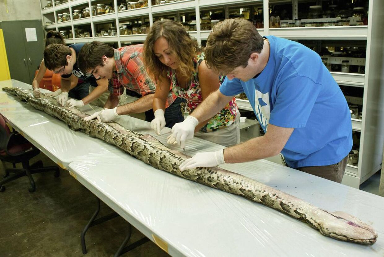 Her bliver den største pyton fundet i Florida nogensinde, undersøgt at forskerne. &nbsp;