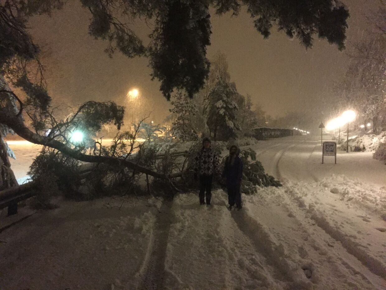 Lørdag blev Danmark ramt af et voldsomt snevejr, der fortsatte natten til søndag.Her ses hvordan sneen ramte rundt omkring i DanmarkHar du et sne-billede, så send det til os på 1929@bt.dkHer er det et væltet træ i BirkerødKlik videre og se de andre vilde snebilleder