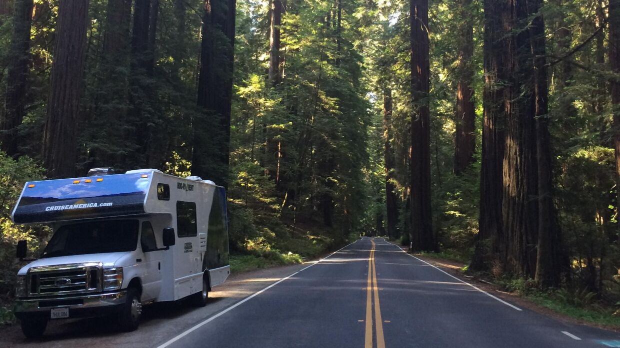 »Avenue of the Giants« i Humboldt Redwoods State Park giver et godt indtryk af træernes størrelse.