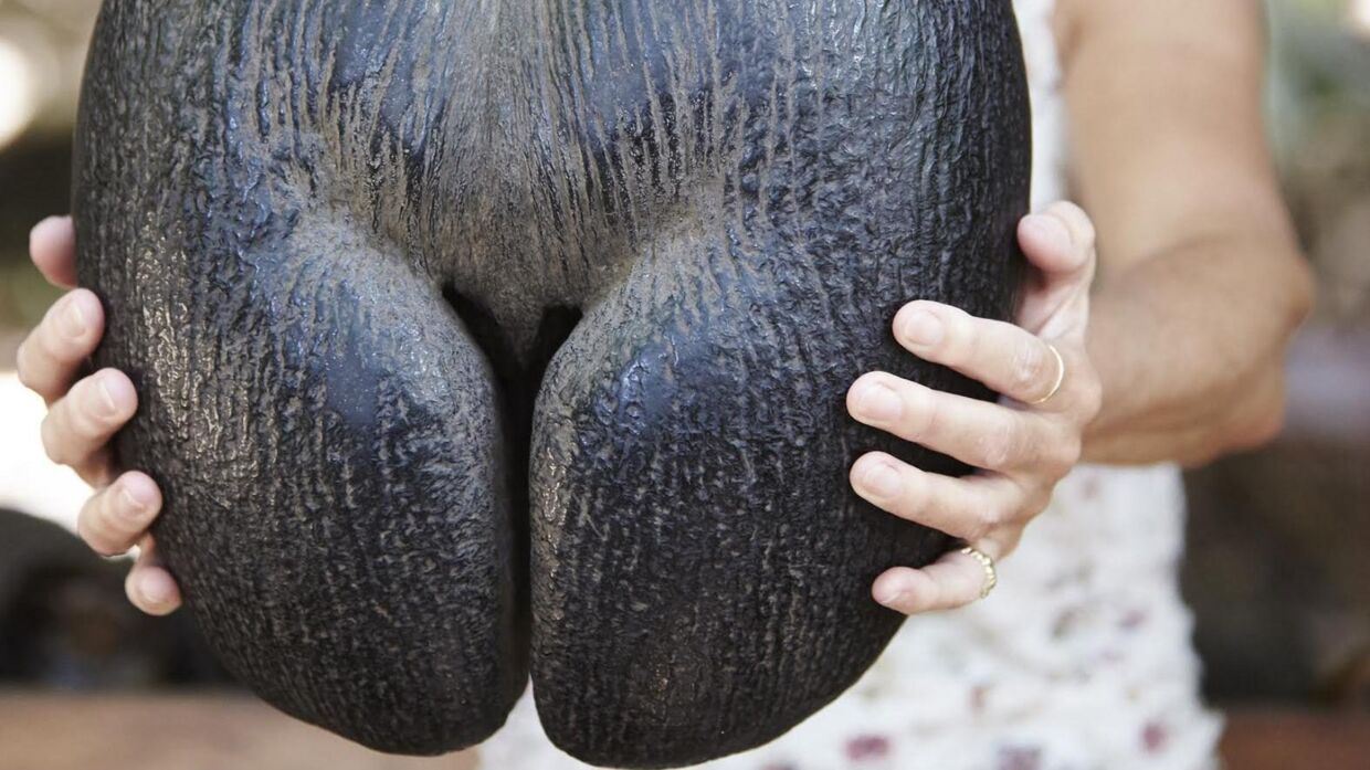 Verdens største frugt, Coco De Mer, vejer mellem 15 og 30 kg. når den er frisk. Når&nbsp; dens indre er tørret ud ,og nødden bliver hul, kan den flyde tusindvis af kilometer i havet.
