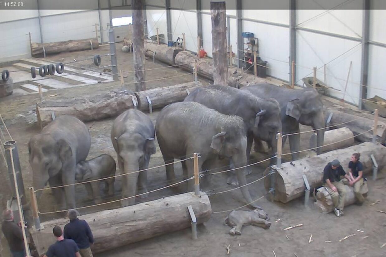 En gruppe elefanter i en zoologisk have i München sørger over tabet af elefantungen Lola.