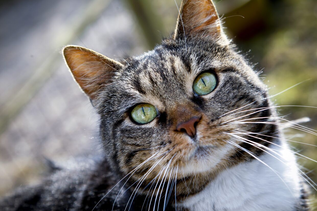 Uberettiget salut Derivation Dansk kat slæber forbløffende dyr med hjem | BT Danmark - www.bt.dk