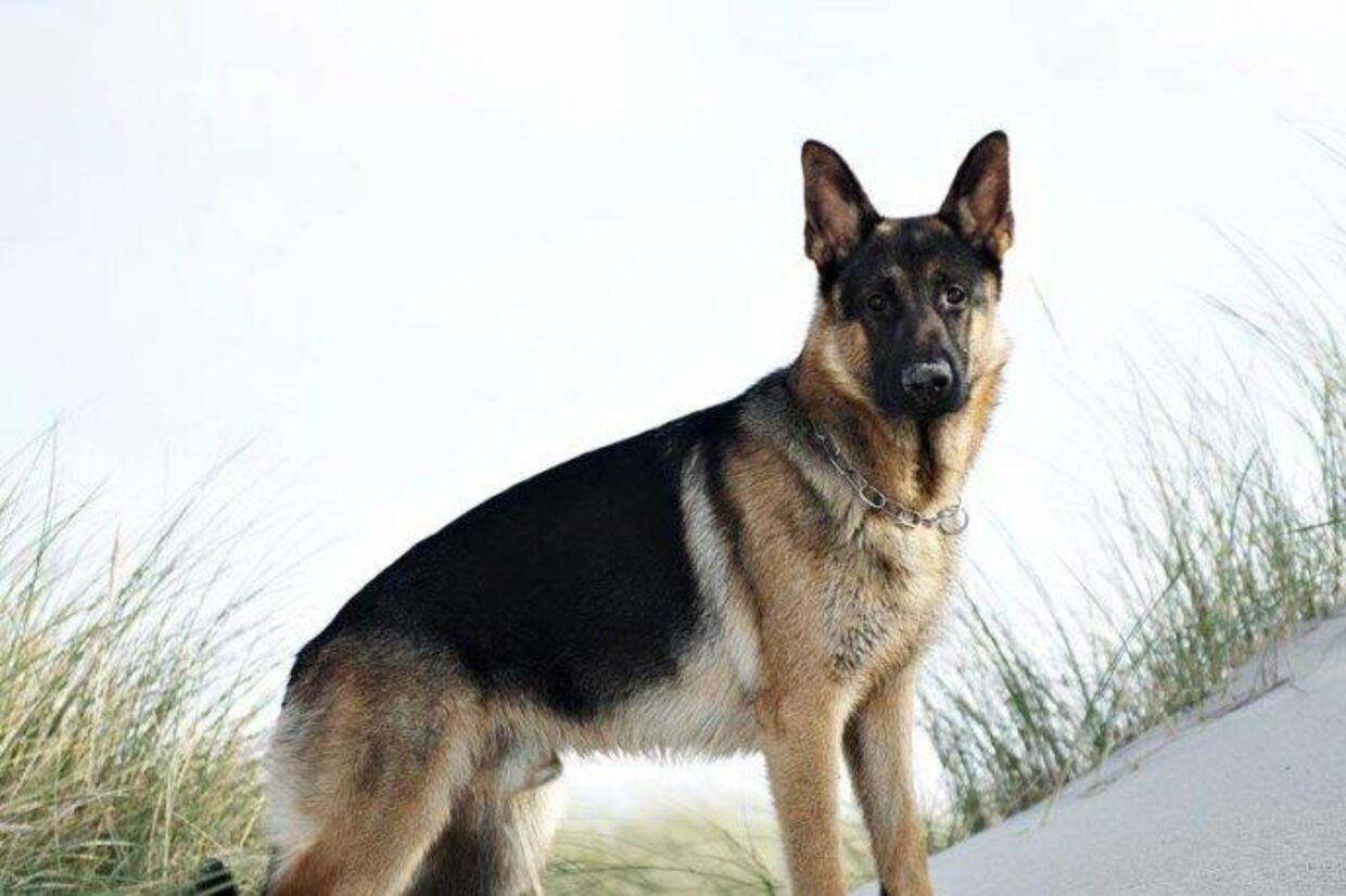 Schäferhunden Aico er fundet i en opgang i Gellerup og har det godt, efter at han i går blev bortført fra en 7/11.