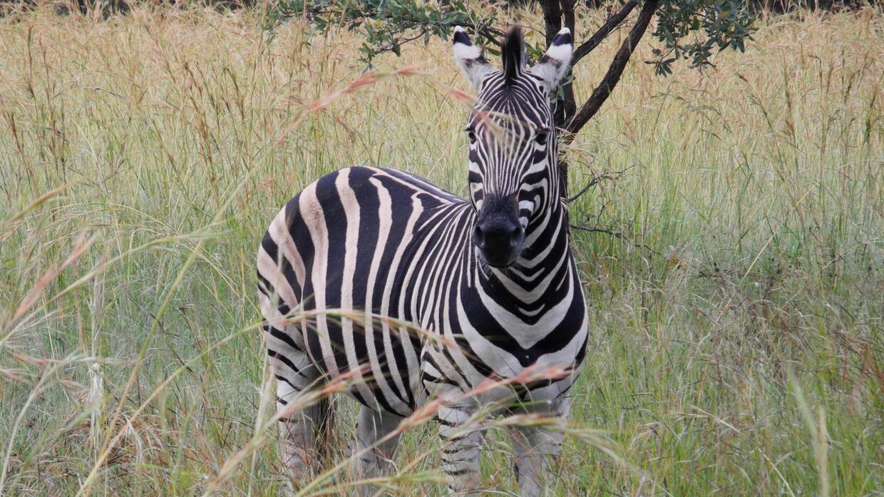 En zebra har fået øje på os.