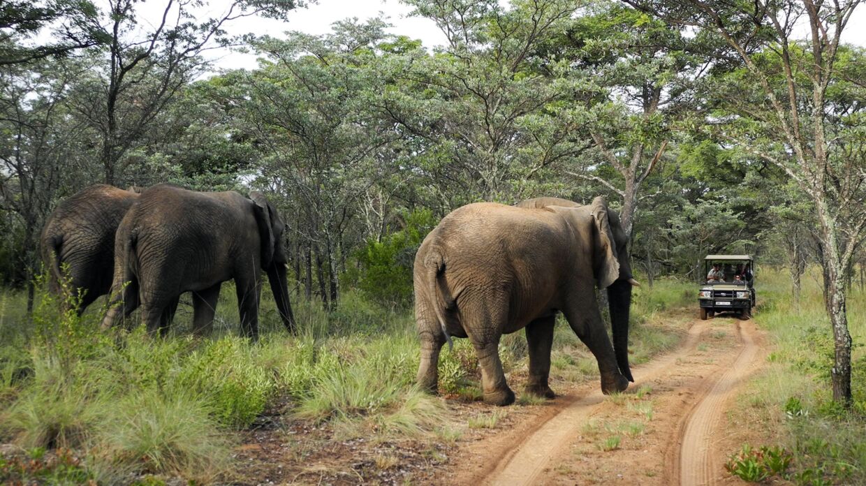 Under kørsel skal man være opmærksom på, at der pludselig godt kan være en elefant, der krydser vejen.