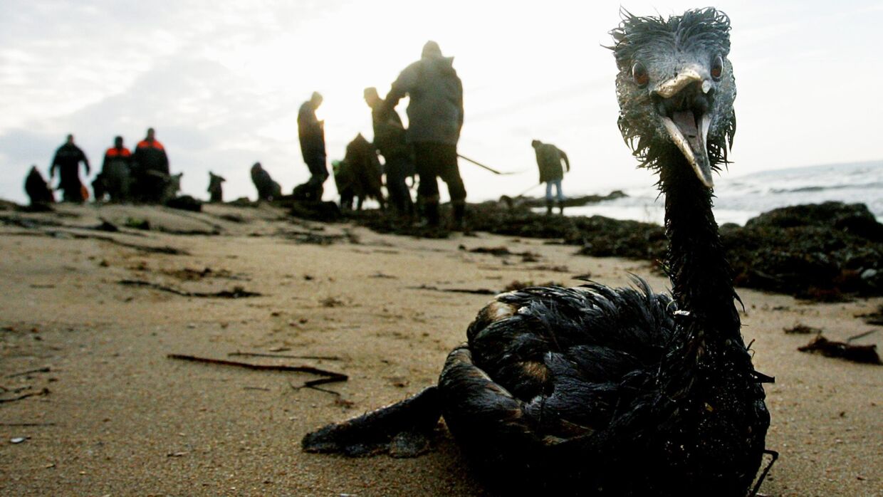 Affald smidt i havet flyder tusindvis af kilometer til polaregnene, og naturen i de artiske områder er også ekstremt sårbare for olieforureninger. Denne forureningskatastrofe skete for otte år siden i Sortehavet.