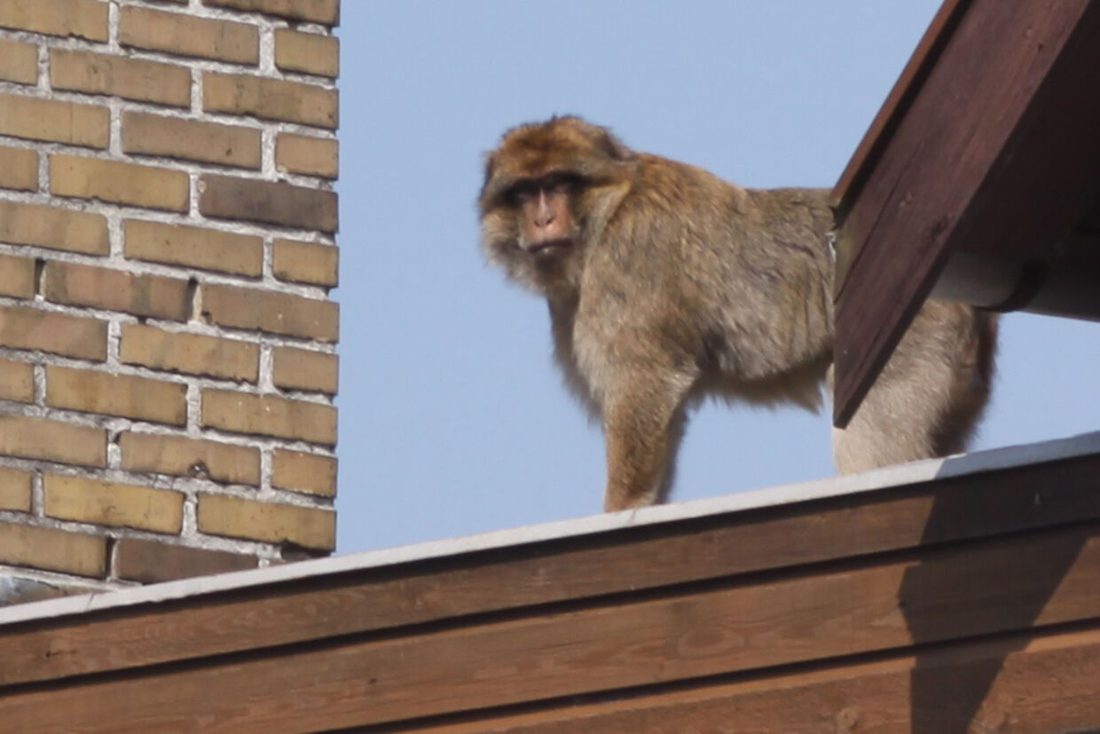 Her sidder aben på taget - inden den blev skudt med bedøvelse.